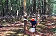 Cao su Chư Prông - một điển hình trong phát triển kinh tế tại Gia Lai